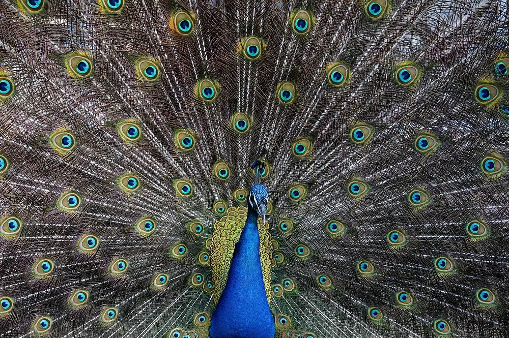 Peacock Plumage Illustration Poster. poster — animals art