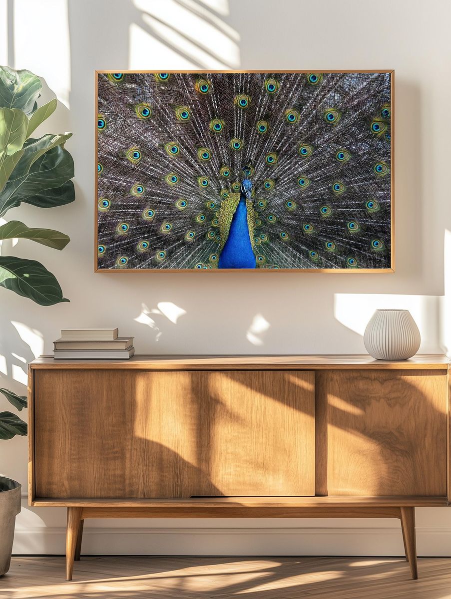 Peacock Plumage Illustration Poster. — room view 3