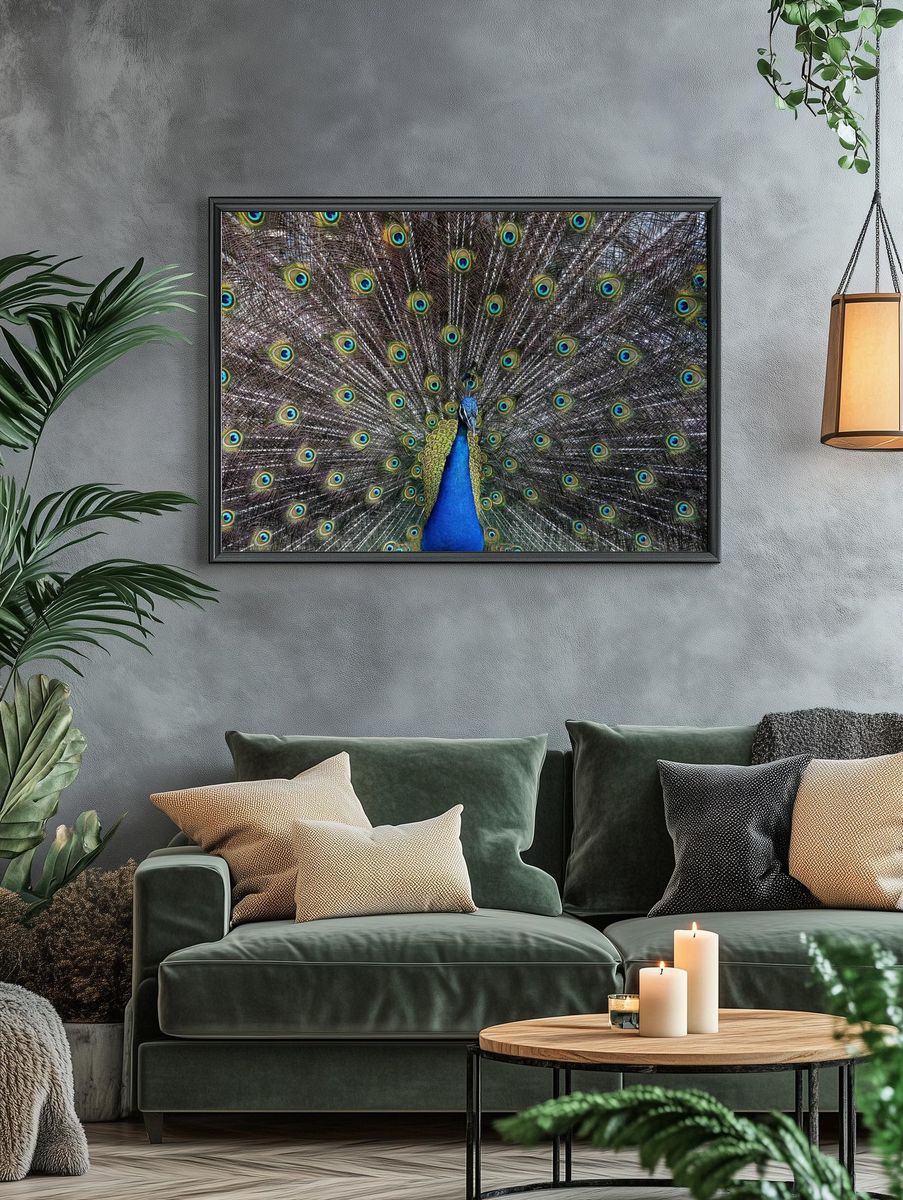 Peacock Plumage Illustration Poster. — room view 4