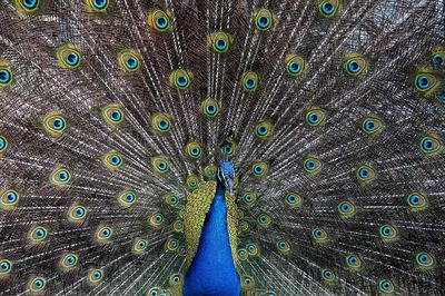 Peacock Plumage Illustration Poster. poster print