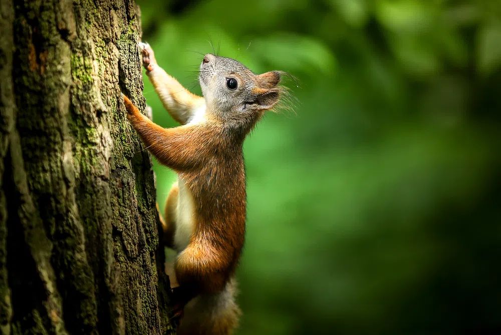 Red Squirrel on Tree Trunk Photography Poster. poster — animals art