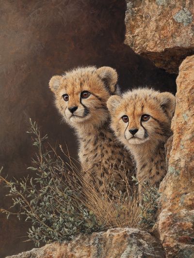 Cheetah Cubs in Rock Shelter Print. poster print