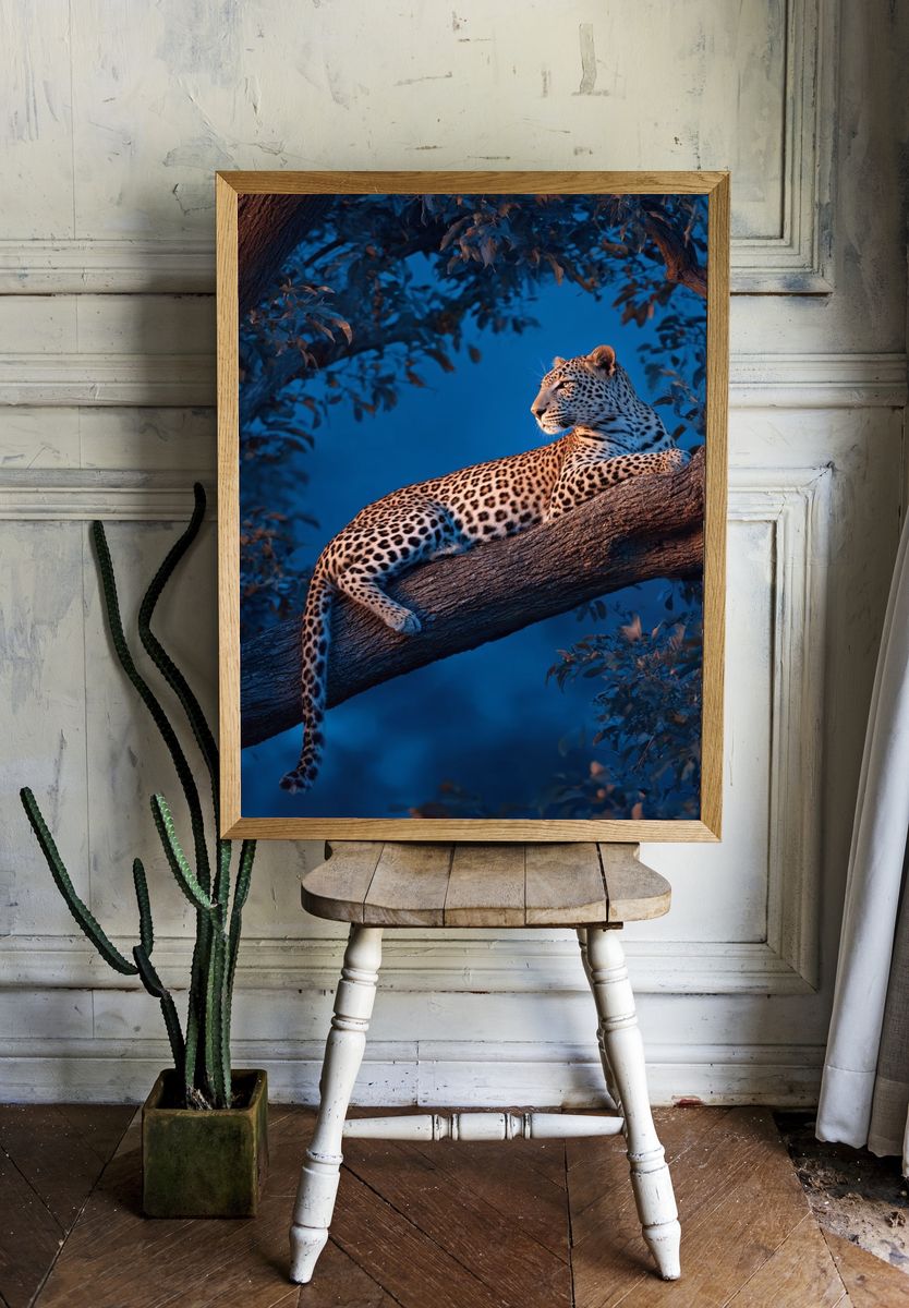 Leopard in Blue Forest — Photography Print. — room view 1