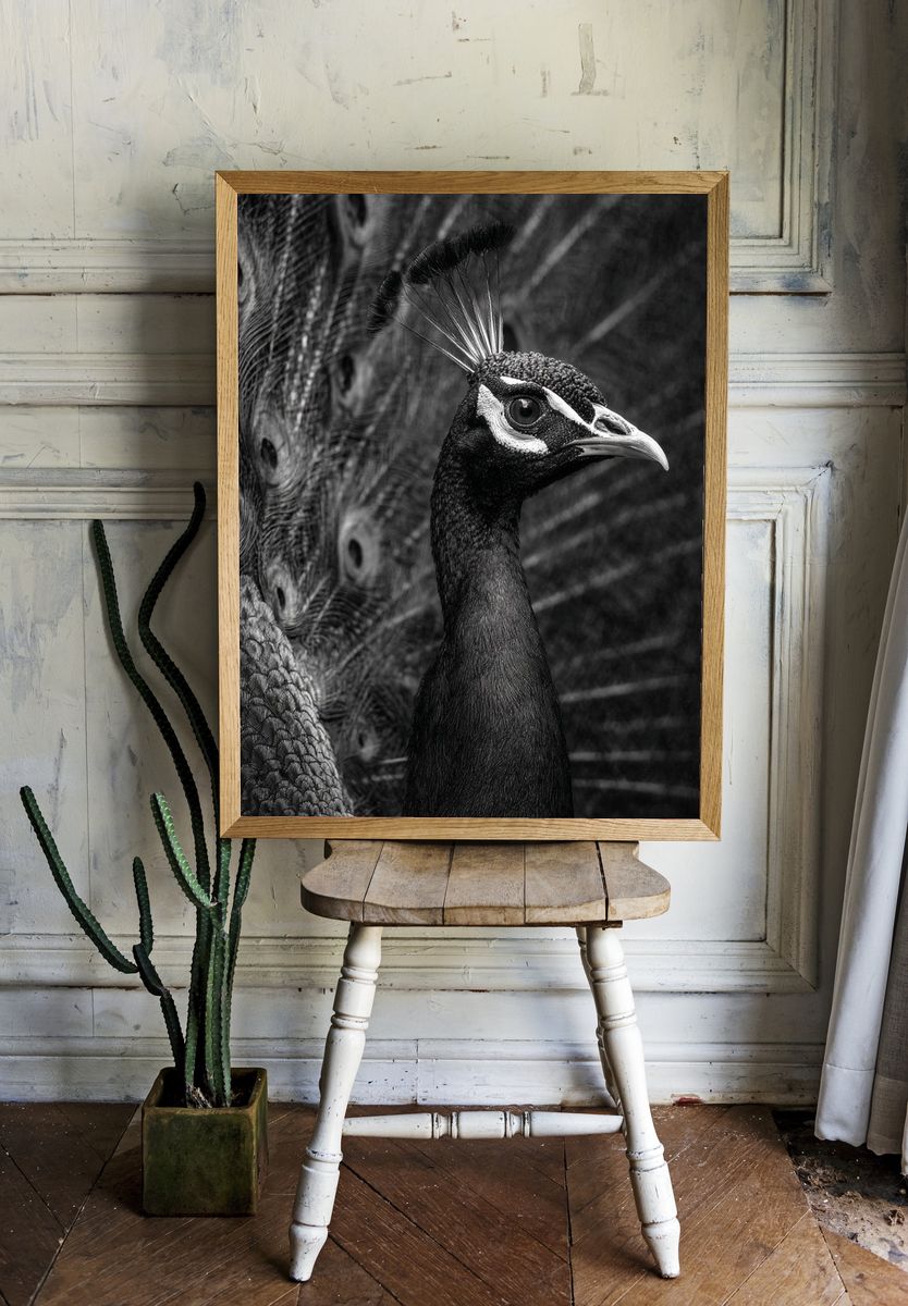 Majestic Peacock — Black-White Print. — room view 1