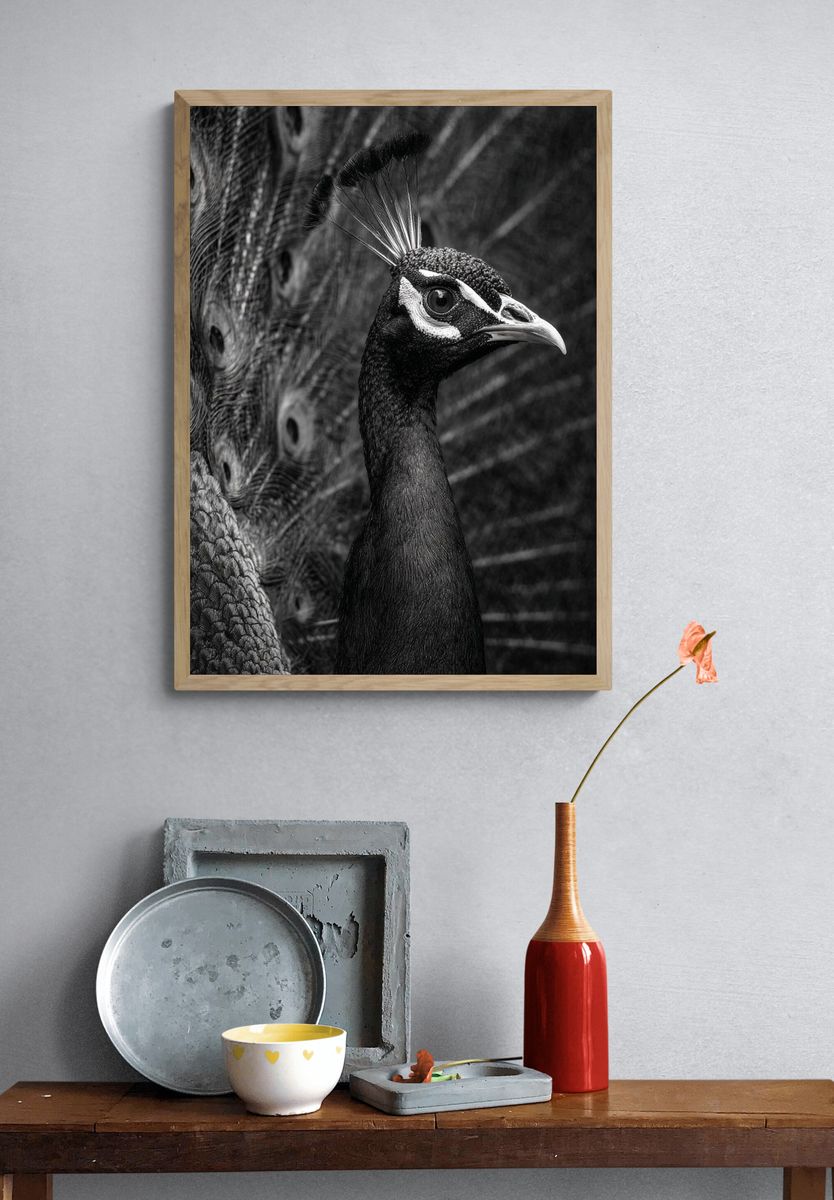 Majestic Peacock — Black-White Print. — room view 3