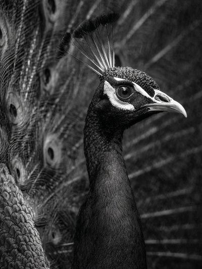 Majestic Peacock — Black-White Print. poster print
