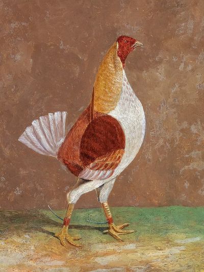 Elegant Rooster — Fine Art Print. poster