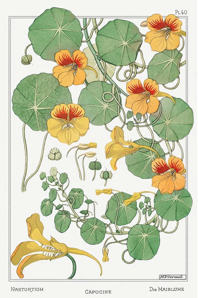 Capucine (Nasturtium) by Maurice Pillard Verneuil (1896) — Art Print. poster detail