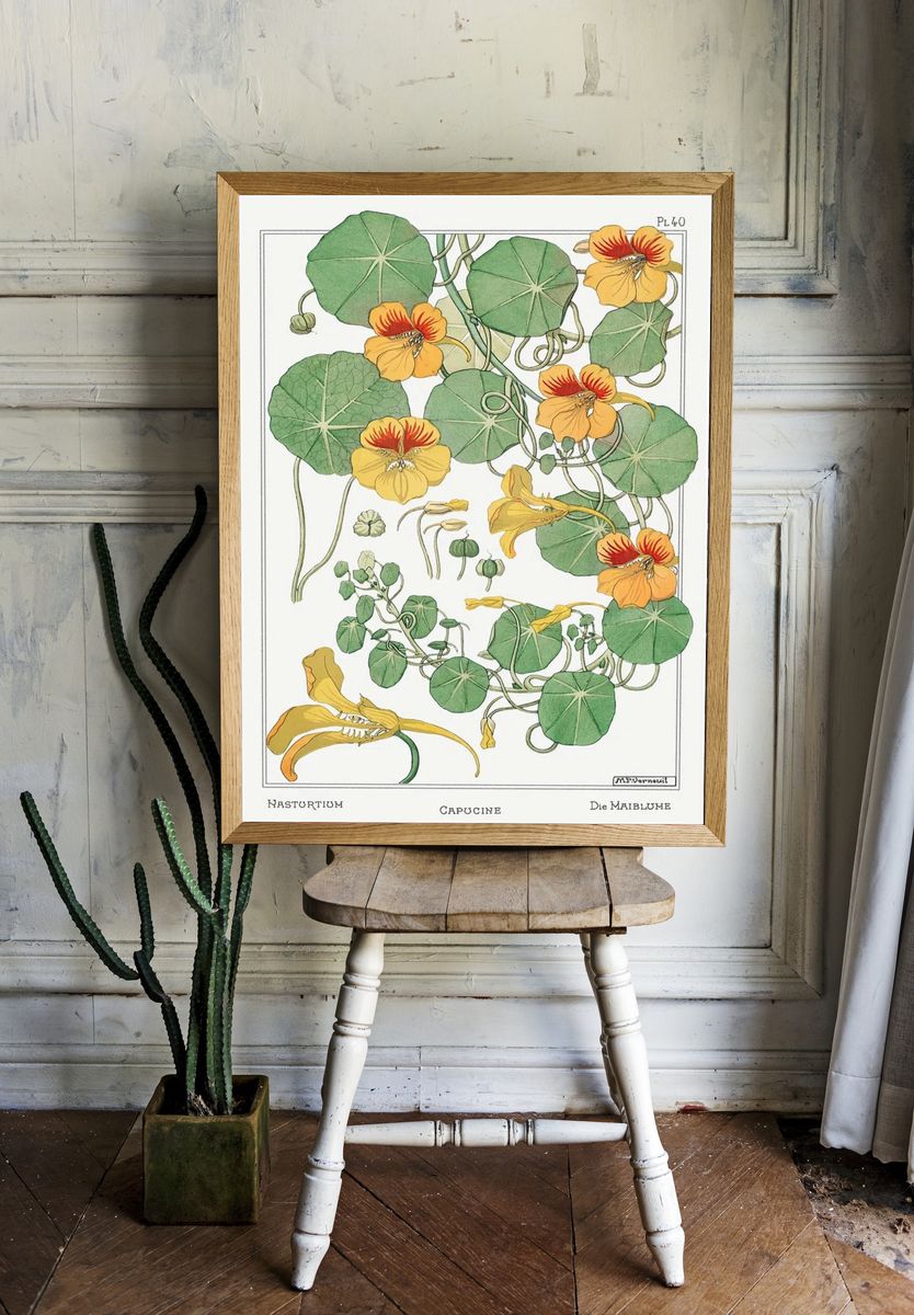 Capucine (Nasturtium) by Maurice Pillard Verneuil (1896) — Art Print. — room view 1