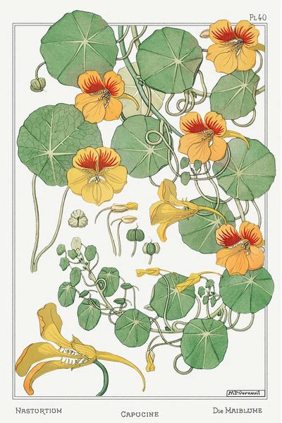 Capucine (Nasturtium) by Maurice Pillard Verneuil (1896) — Art Print. poster