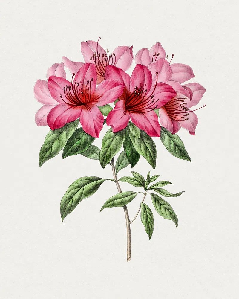 Pink Azalea Botanical Print. poster — botanical art