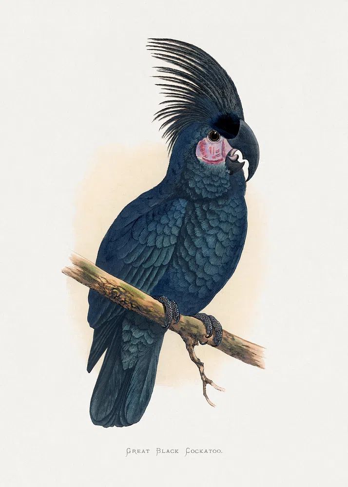 Great Black Cockatoo — Botanical Print. poster — botanical art