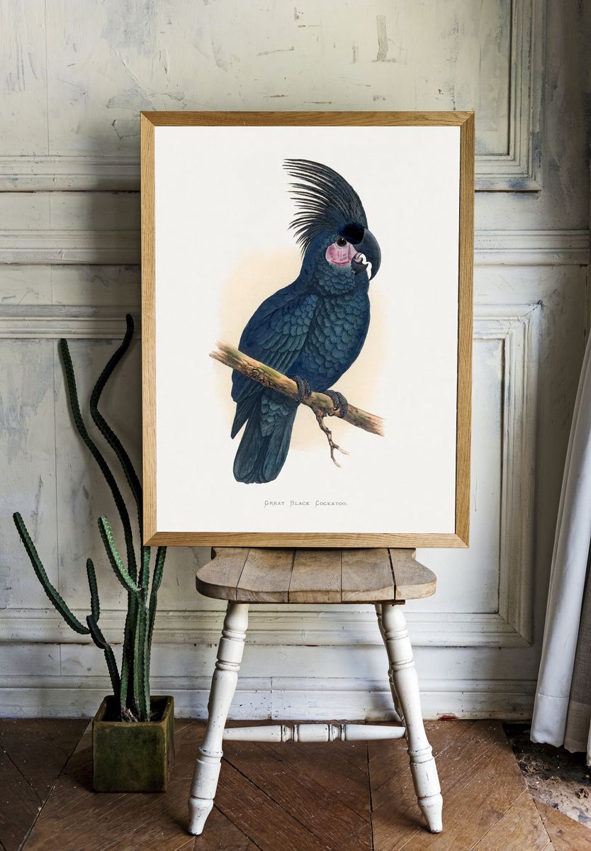Great Black Cockatoo — Botanical Print. — room view 1