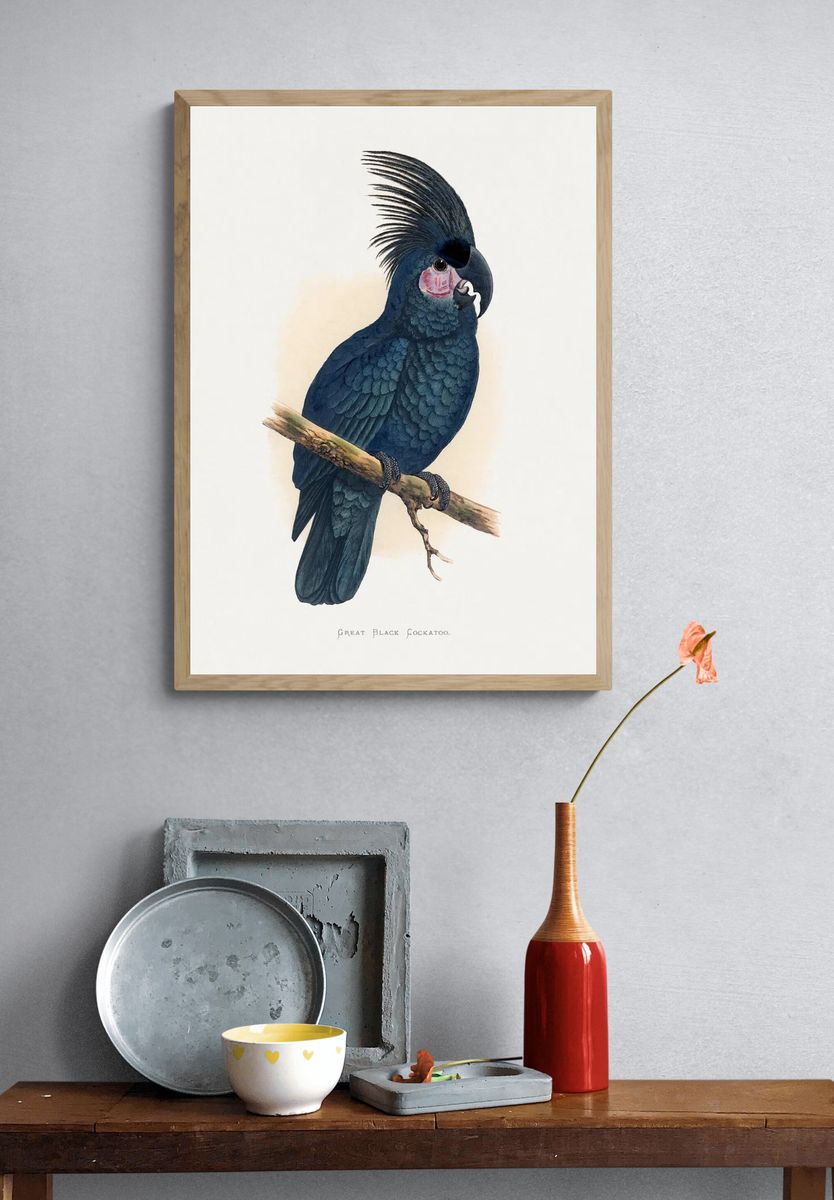 Great Black Cockatoo — Botanical Print. — room view 3