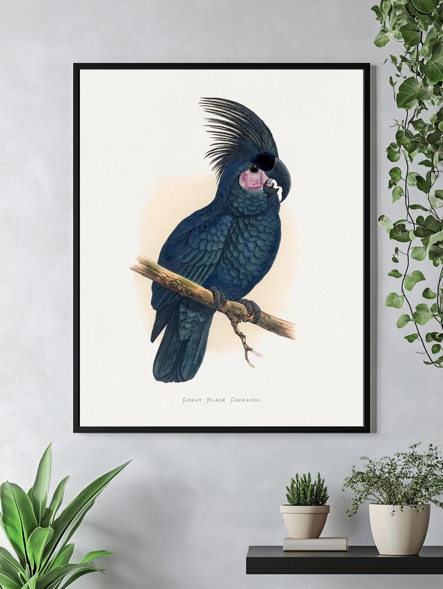 Great Black Cockatoo — Botanical Print. — room view 4