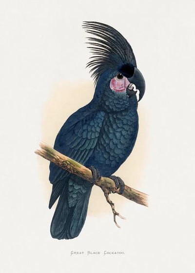 Great Black Cockatoo — Botanical Print. poster print