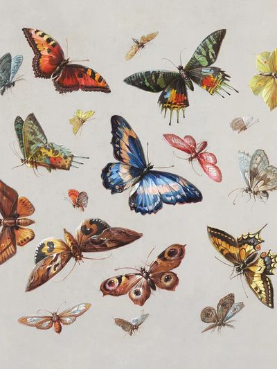 Colorful Butterflies Illustration Poster. poster print