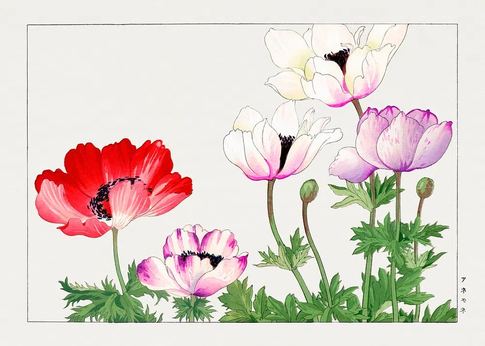 Colorful Anemone Flowers — Watercolor Print. poster detail
