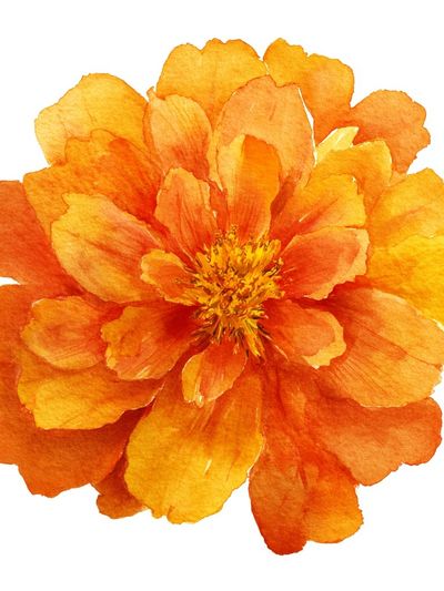 Vibrant Orange Flower — Watercolor Print. poster