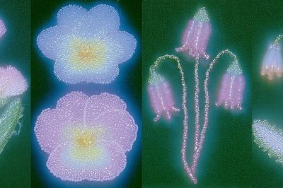 Beaded Floral Glow Poster. poster print