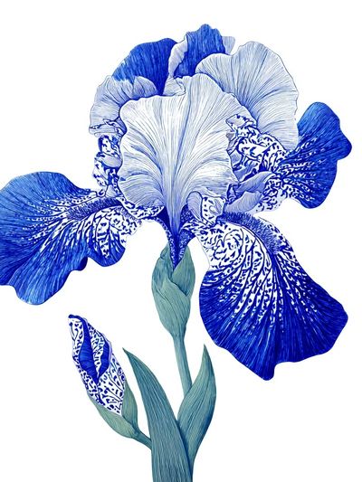 Blue Iris Botanical Print. poster