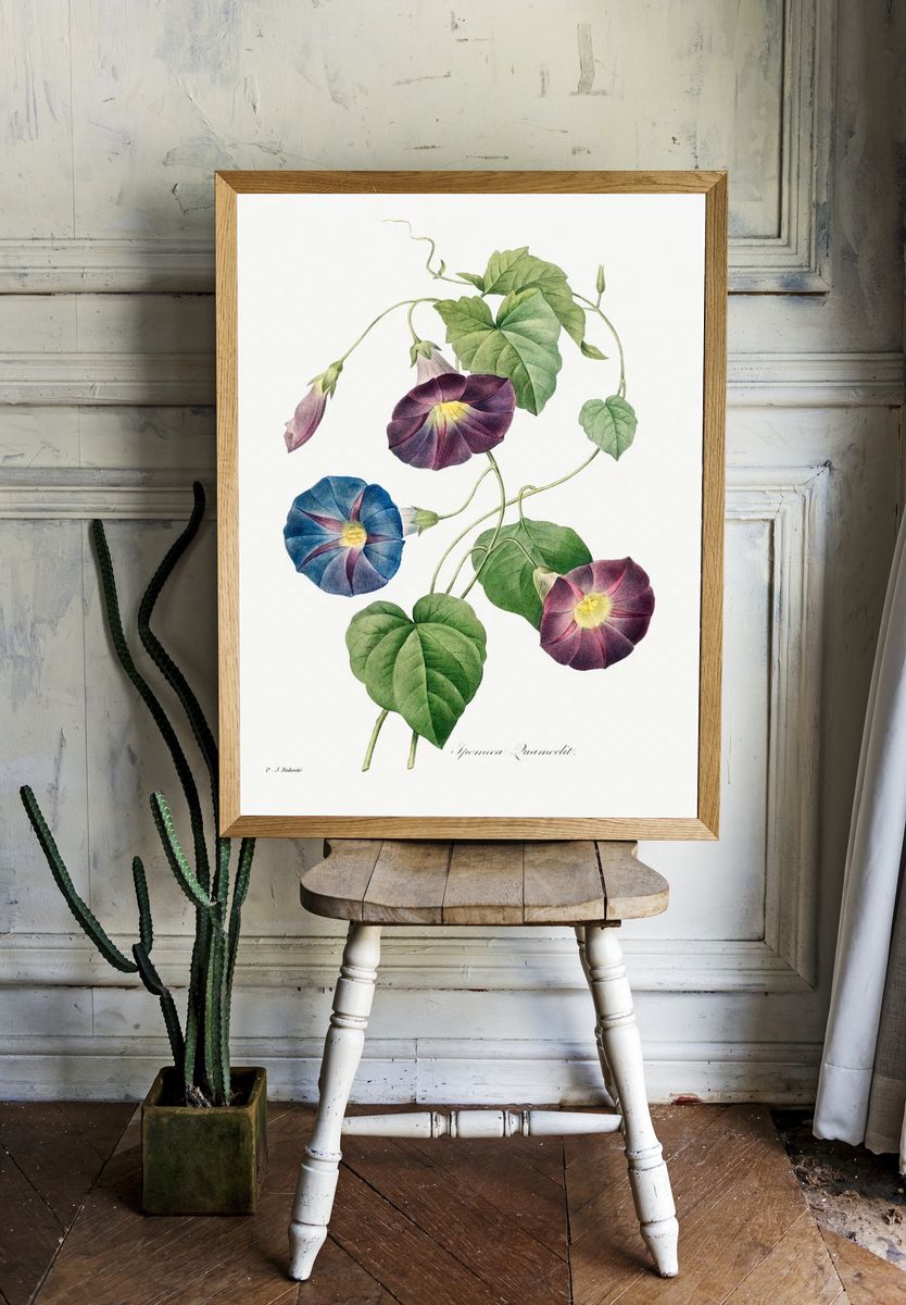 Morning Glory Botanical Print. — room view 1