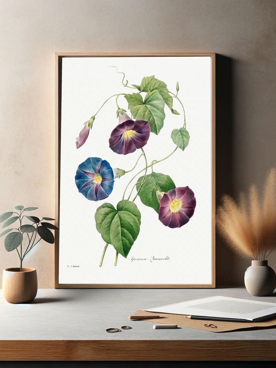 Morning Glory Botanical Print. — room view 2