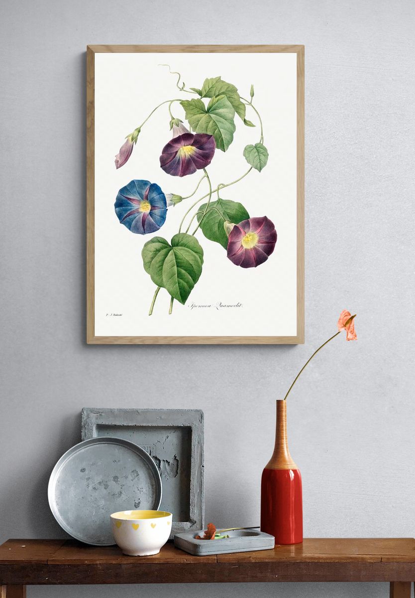 Morning Glory Botanical Print. — room view 3