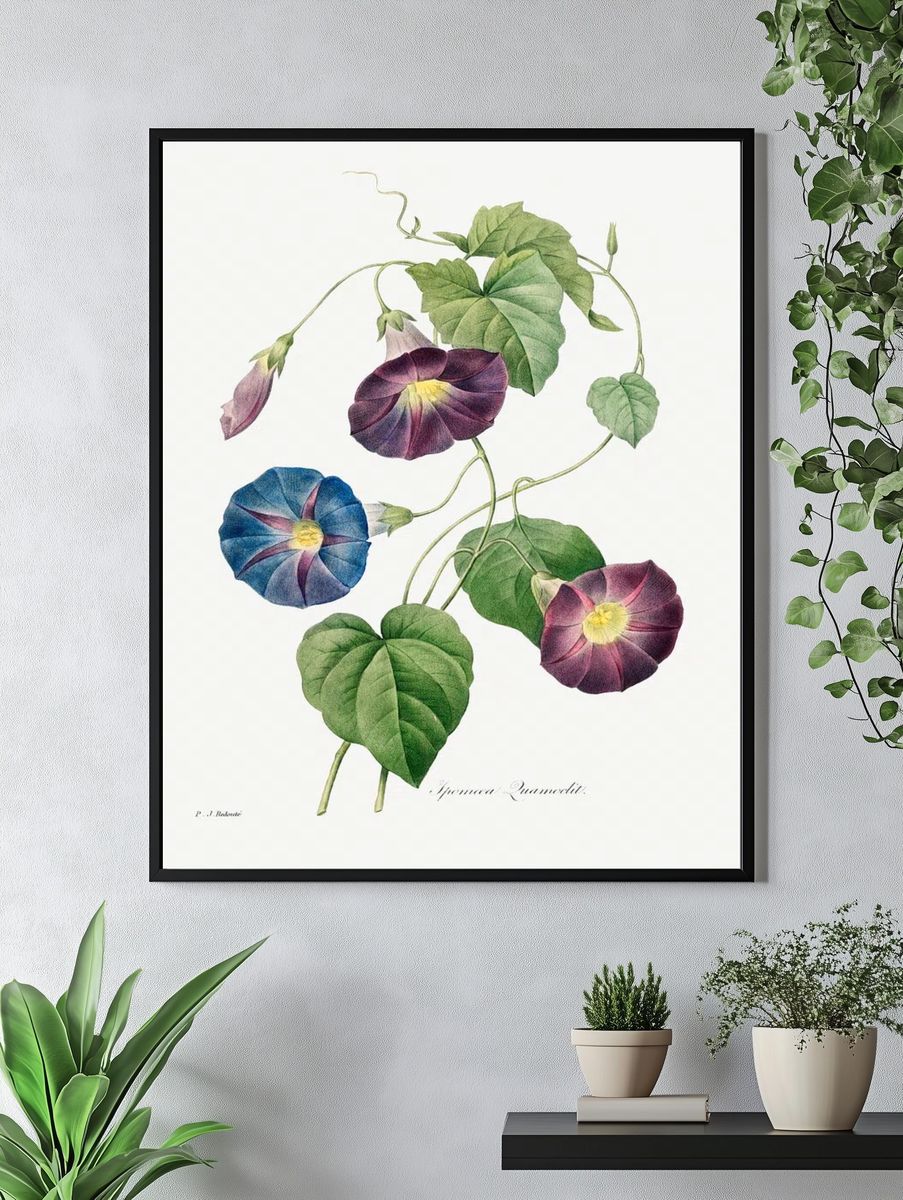Morning Glory Botanical Print. — room view 4