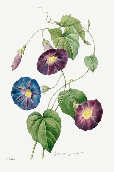 Morning Glory Botanical Print. poster print