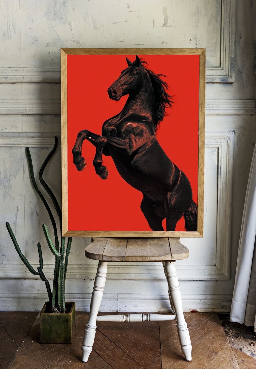 Majestic Black Horse — Photography Print. — room view 1