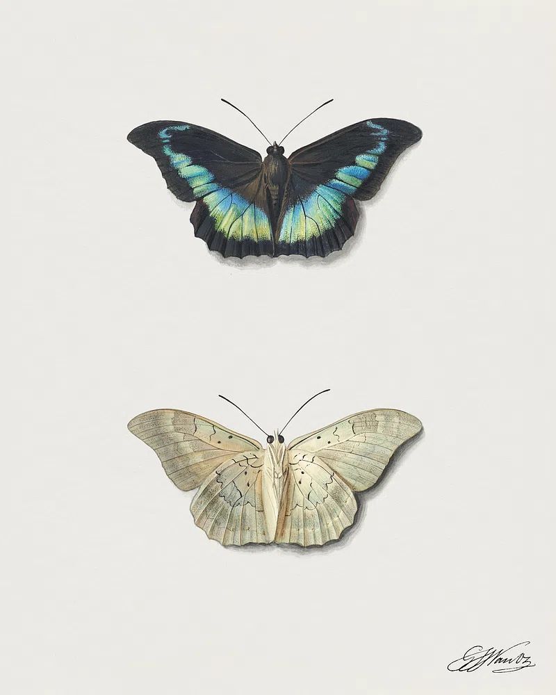 Butterfly Illustration Poster. poster — illustration art