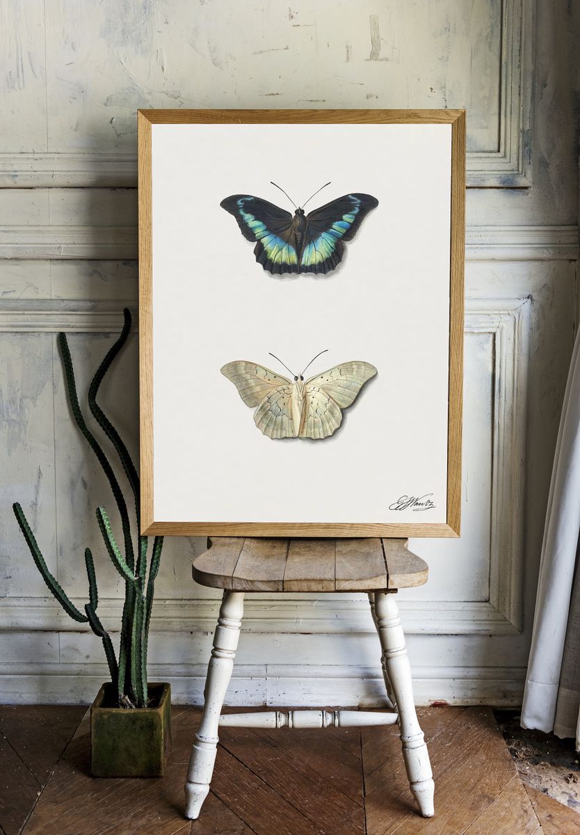 Butterfly Illustration Poster. — room view 1