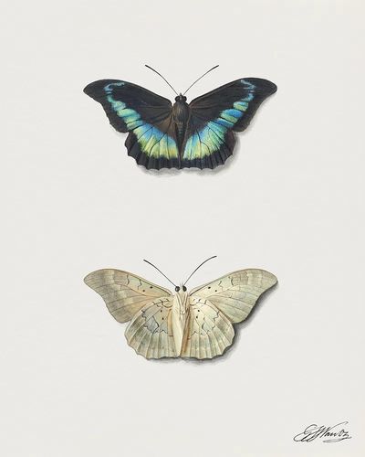 Butterfly Illustration Poster. poster print