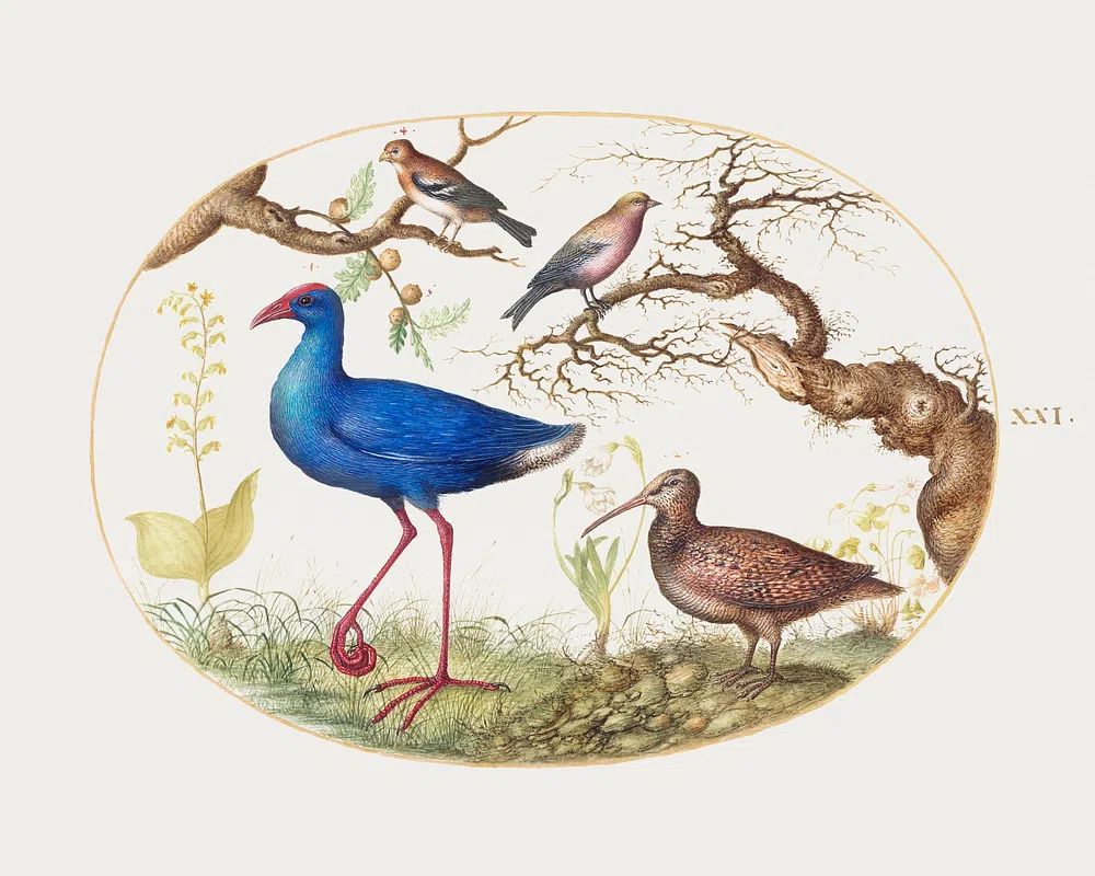 Colorful Birds in Nature — Vintage Print. poster — botanical art
