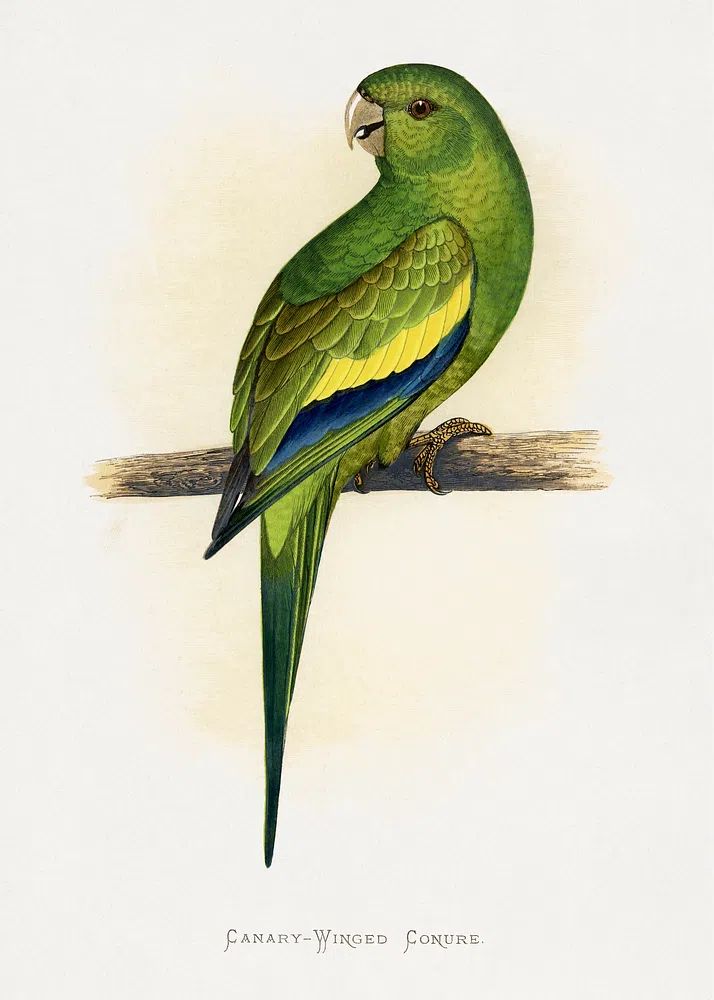 Canary-Winged Conure ( Brotogeris versicolurus). poster detail