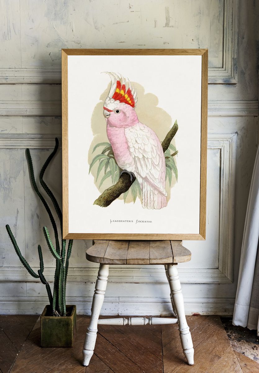 Leadbeater's Cockatoo by Lydon — Vintage Illustration Print. — room view 1
