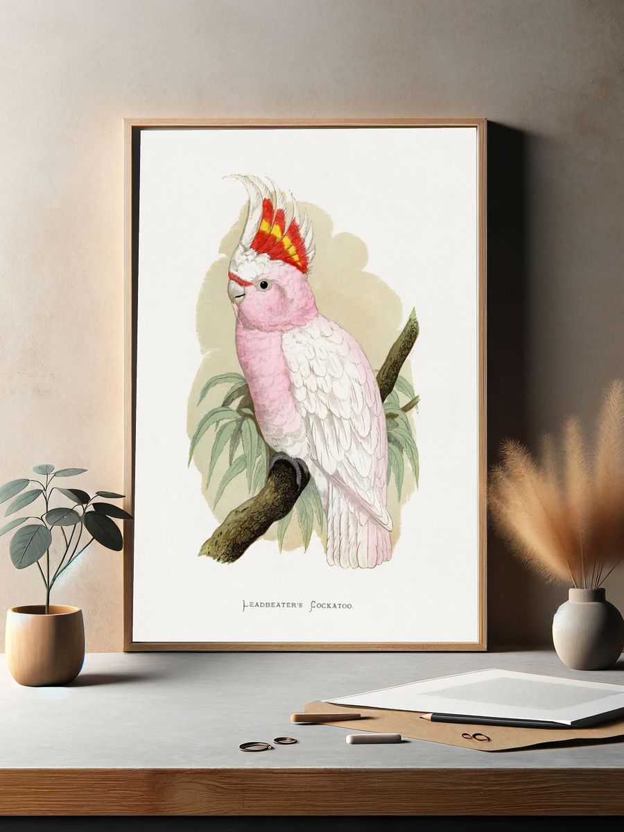 Leadbeater's Cockatoo by Lydon — Vintage Illustration Print. — room view 2