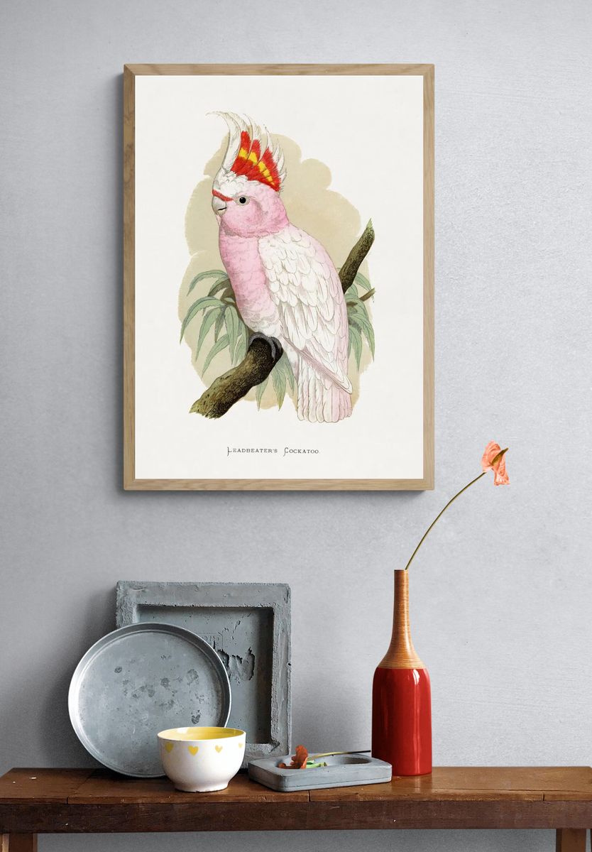 Leadbeater's Cockatoo by Lydon — Vintage Illustration Print. — room view 3