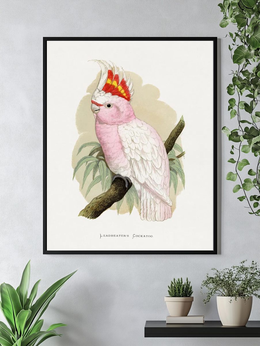 Leadbeater's Cockatoo by Lydon — Vintage Illustration Print. — room view 4