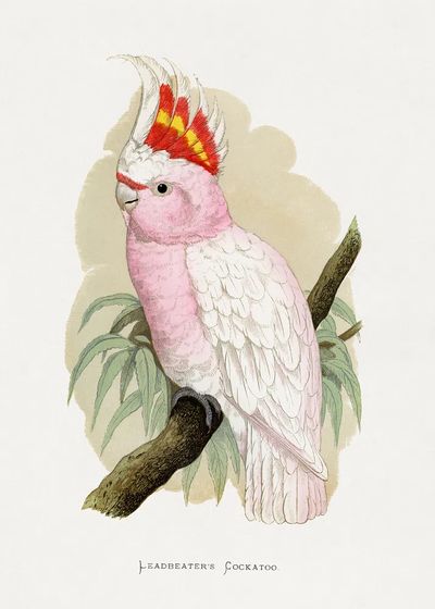 Leadbeater's Cockatoo by Lydon — Vintage Illustration Print. poster print