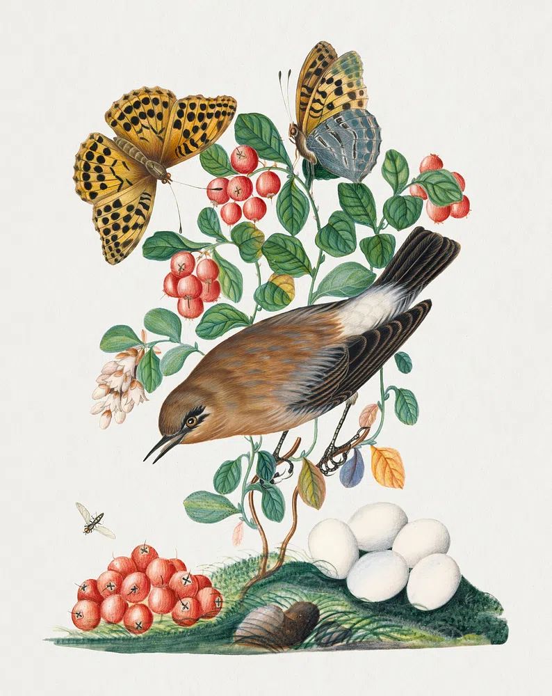 Northern Wheatear and Silver-washed Fritillary — Art Print. poster — animals art