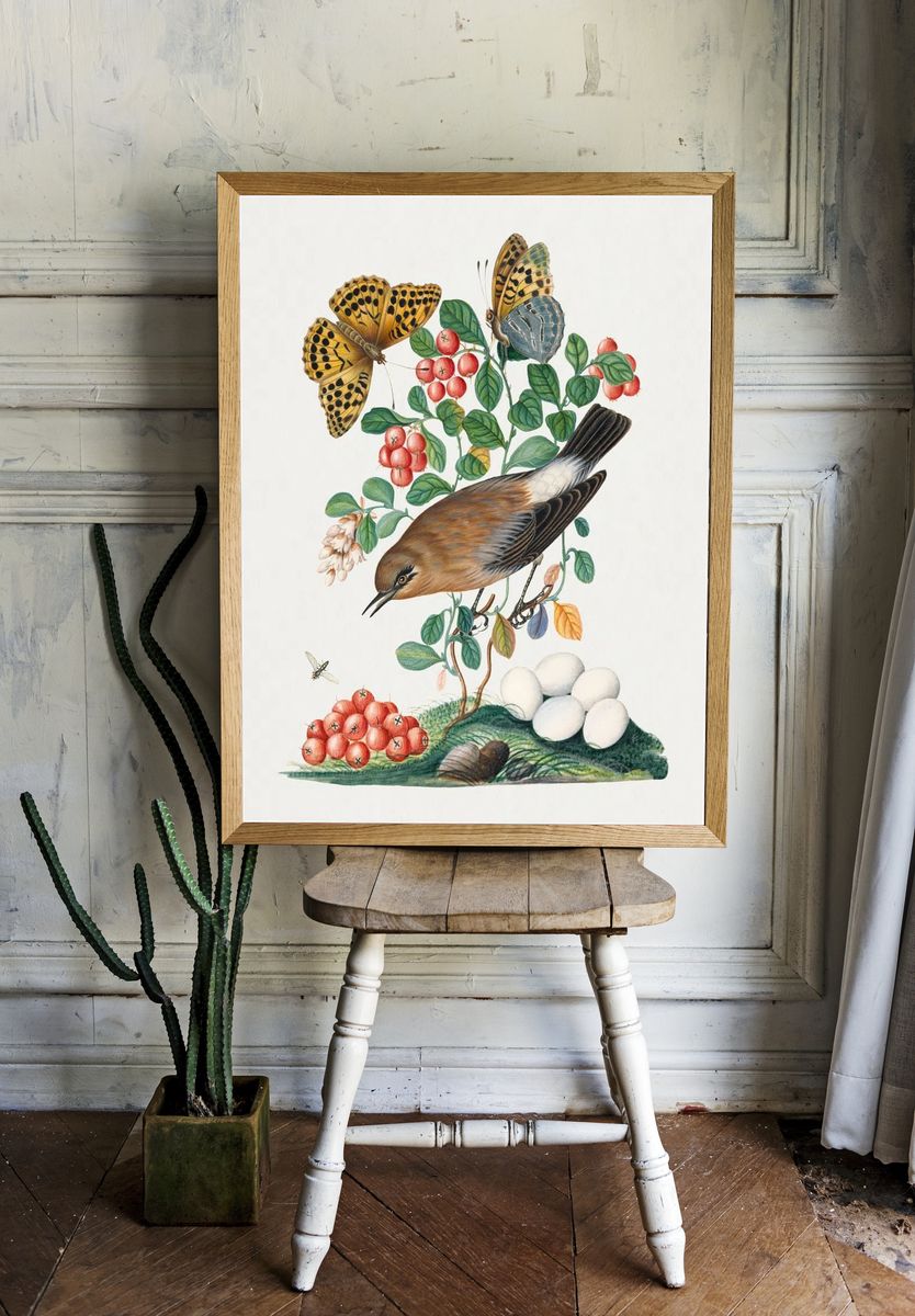 Northern Wheatear and Silver-washed Fritillary — Art Print. — room view 1