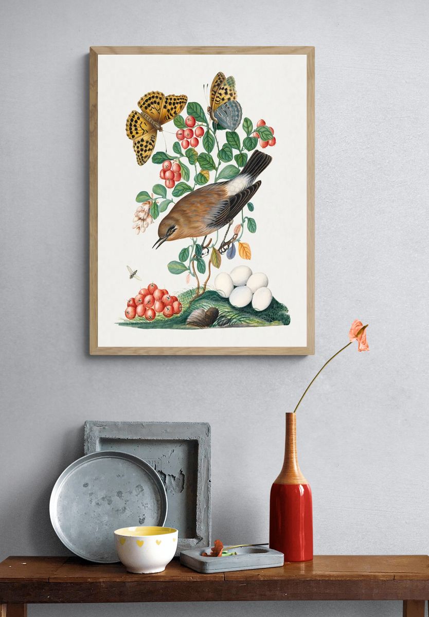 Northern Wheatear and Silver-washed Fritillary — Art Print. — room view 3