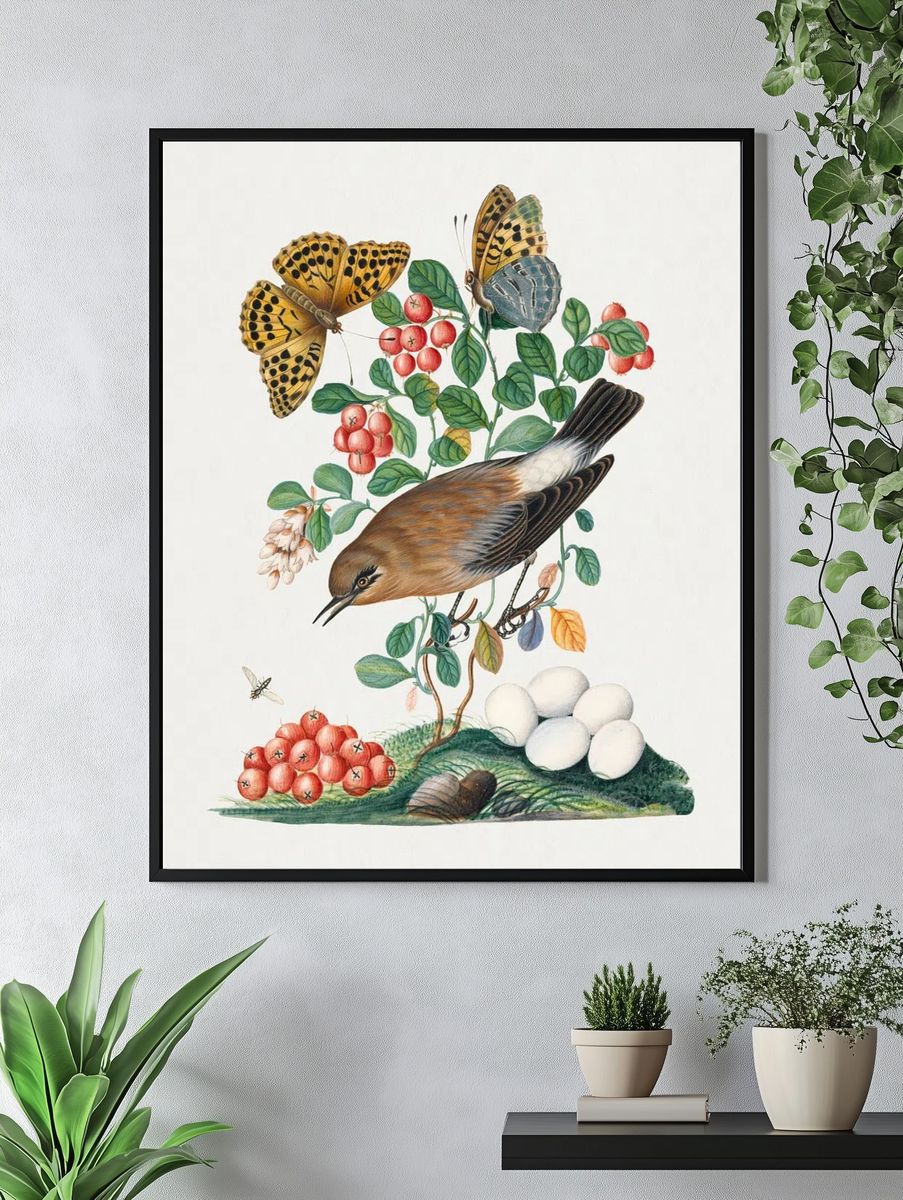 Northern Wheatear and Silver-washed Fritillary — Art Print. — room view 4