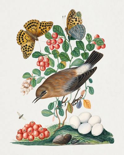 Northern Wheatear and Silver-washed Fritillary — Art Print. poster print