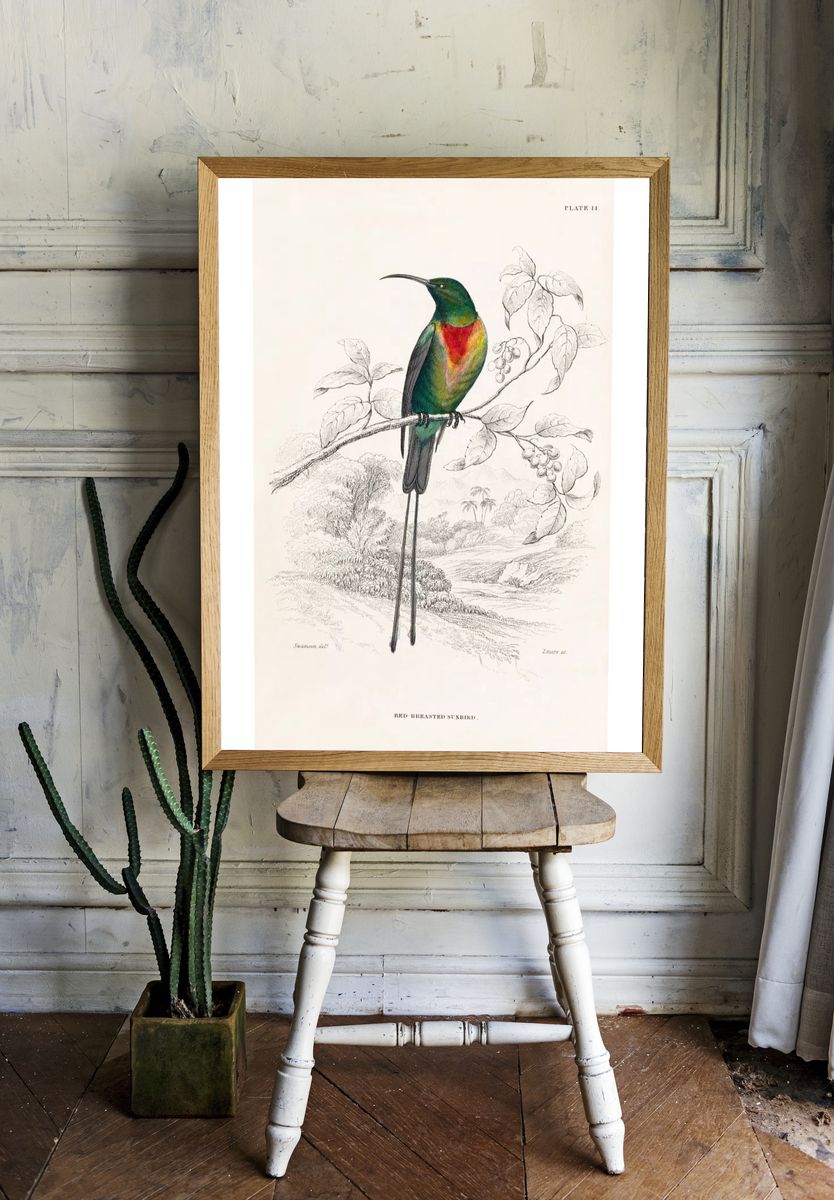 Red-breasted Sunbird — Birds Plate 14 Print. — room view 1