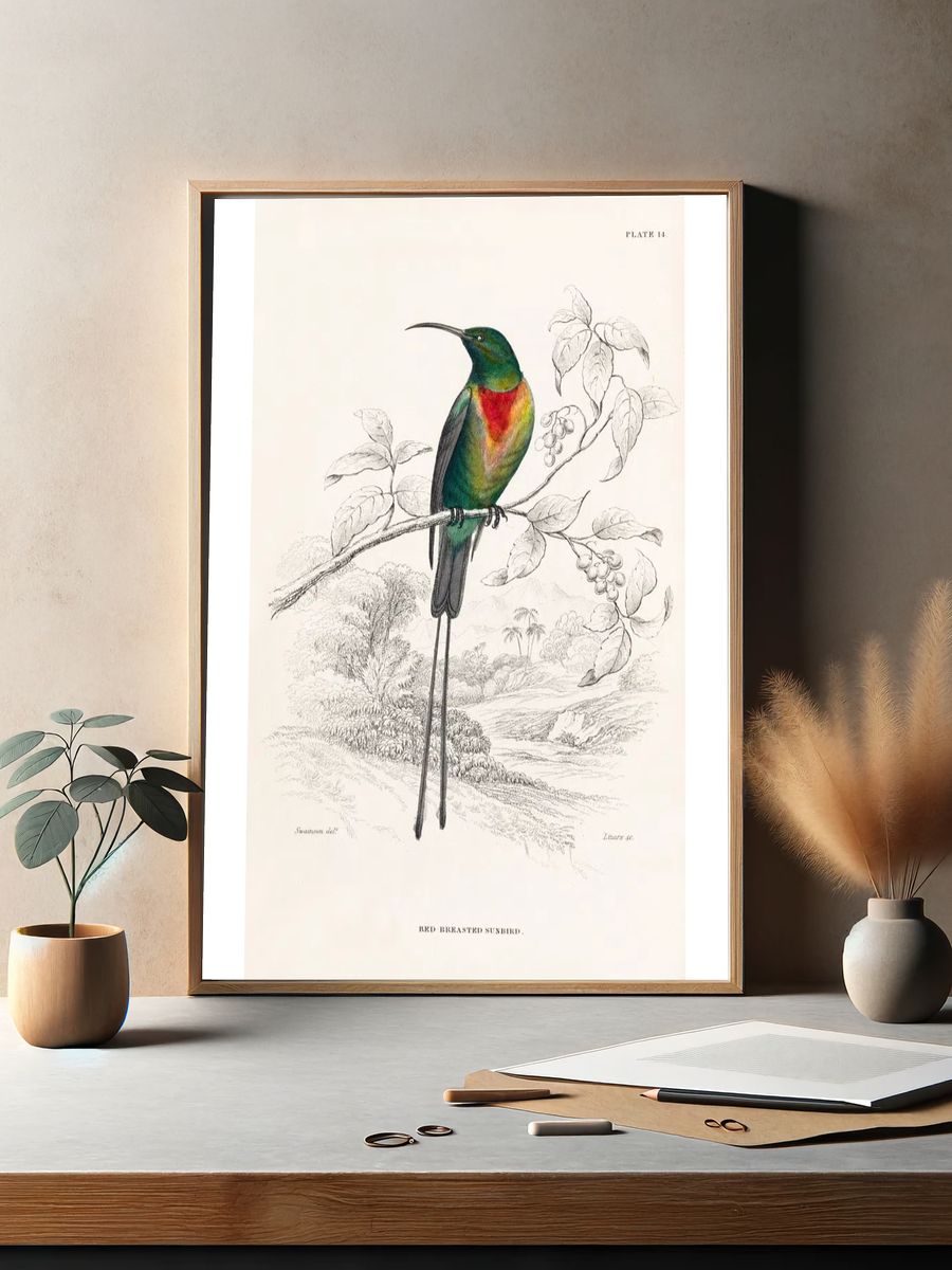 Red-breasted Sunbird — Birds Plate 14 Print. — room view 2