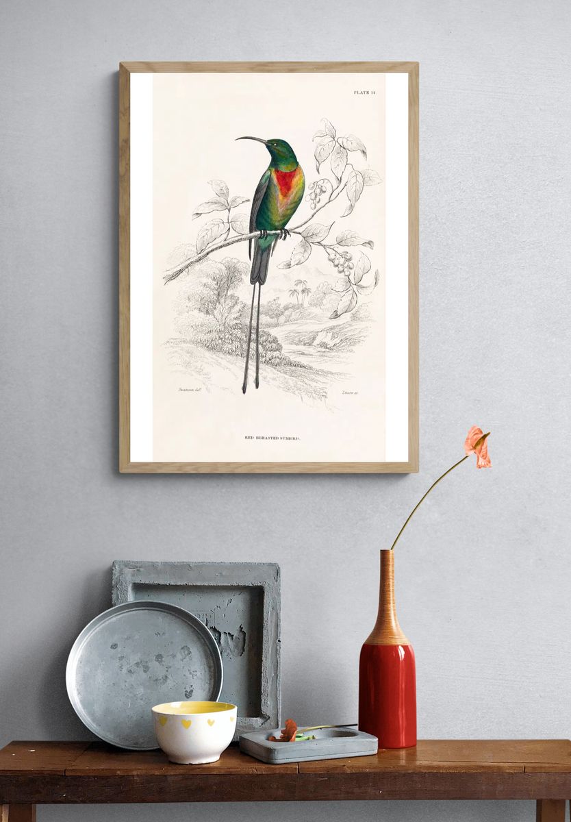 Red-breasted Sunbird — Birds Plate 14 Print. — room view 3