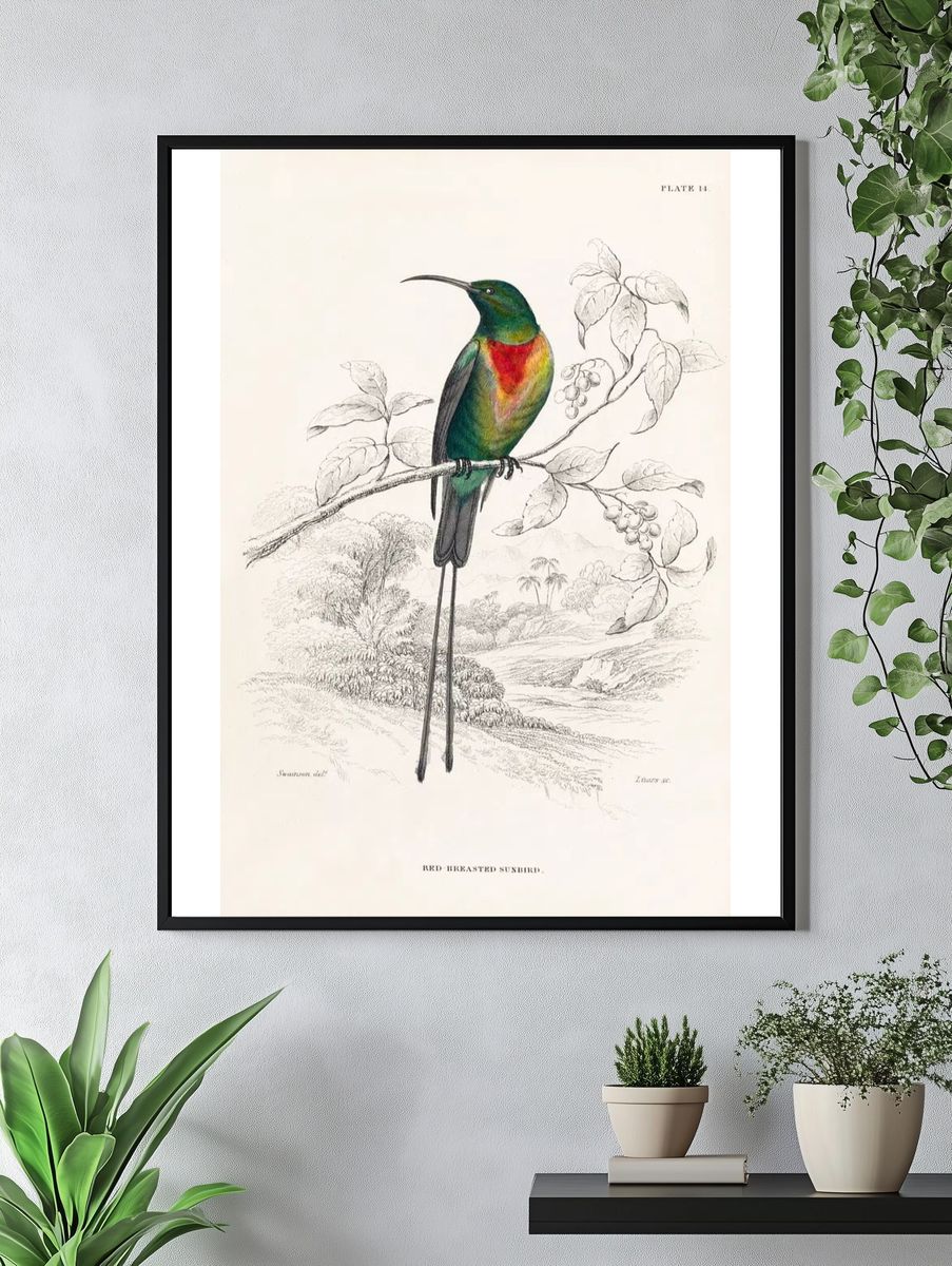 Red-breasted Sunbird — Birds Plate 14 Print. — room view 4